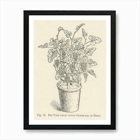 Vintage Illustration Of Pot Vine Grapes, John Wright Art Print