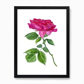 Beautiful garden rose Art Print