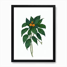 Firecracker Flower (Crossandra Infundibuliformis) Watercolor Art Print