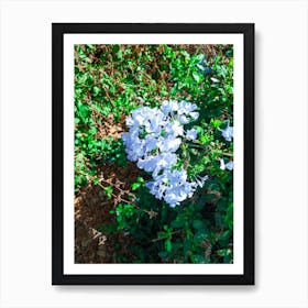 Natural fresh flowers and green plants Art Print