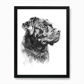 Rottweiler Dog Line Sketch3 Art Print