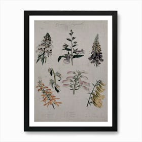 Botanical Illustration Of Flowers Art Print