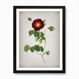 Vintage Rose Botanical on Parchment Art Print