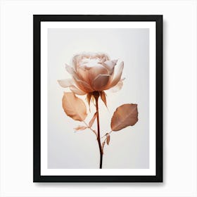 White Rose Art Print