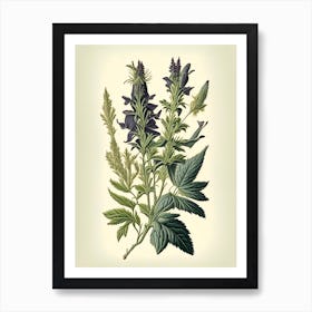 Clary Sage Herb Vintage Botanical Art Print