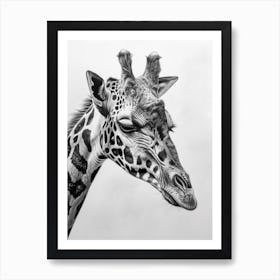 Giraffe Grey Pencil Drawing 1 Art Print