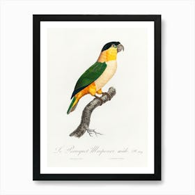 The Black Headed Parrot From Natural History Of Parrots, Francois Levaillant Art Print