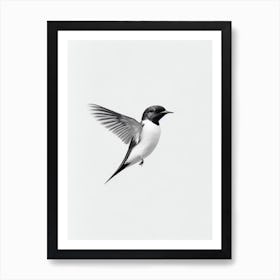 Swallow B&W Pencil Drawing 4 Bird Art Print