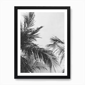 Black And White Palm Trees 1 Art Print