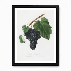 Black Canaiolo (Vitis Vinifera Etrusca) From Pomona Italiana (1817 - 1839) , Giorgio Gallesio Art Print