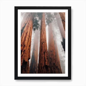 Redwood Trees Art Print