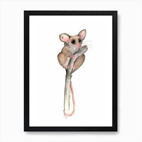 Pygmypossum Art Print