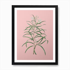 Vintage Narrow Leaved Spider Flower Botanical on Soft Pink n.0919 Art Print
