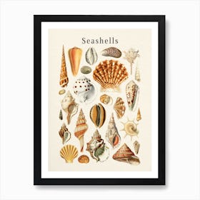 Seashells Collection Art Print