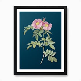 Absdw Vintage Shining Rosa Lucida Botanical Art On Teal Blue N Art Print
