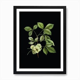 Vintage Common Hoptree Botanical Illustration on Solid Black n.0641 Art Print