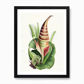 Cone Snail  Botanical Art Print