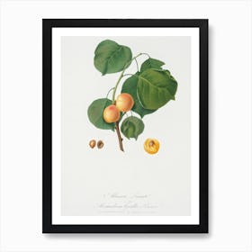 Yellow Apricot (Prunus Armeniaca) From Pomona Italiana (1817 1839), Giorgio Gallesio Art Print