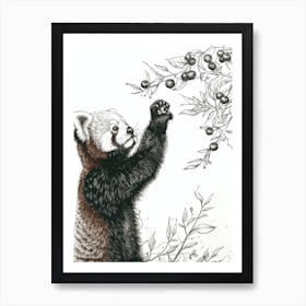 Red Panda Standing And Reaching For Berries Ink Illustration 3 Art Print