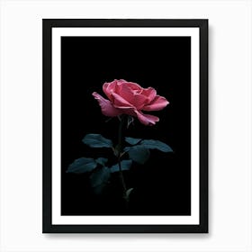 Pink Rose On Black Background 27 Art Print