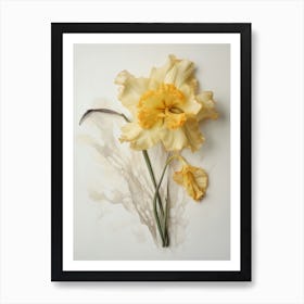 Pressed Flower Botanical Art Daffodil 2 Art Print