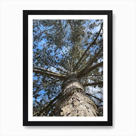 Top View Of A Pine Tree Art Print