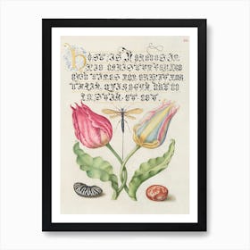 Gesner S Tulip, Ichneumon Fly, Kidney Bean, And Scarlet Runner Bean From Mira Calligraphiae Monumenta, Joris Hoefnagel Art Print
