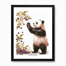 Giant Panda Picking Berries Poster 1 Art Print