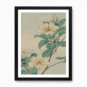 Chinese Magnolia Art Print