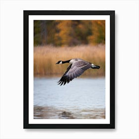 Canadian Goose Mid Flight Over A Serene Lake Reflection Shimmering On The Waters Surface Autumn Art Print