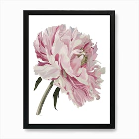 Pink Peony Art Print