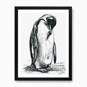 King Penguin Grooming Their Feathers 2 Art Print