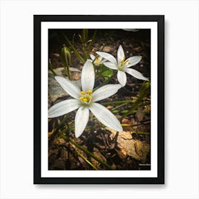 Star Of Bethlehem - Photograph Art Print