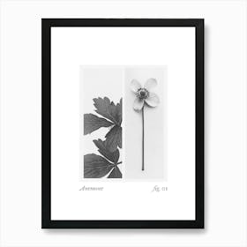 Anemone Botanical Collage 1 Art Print