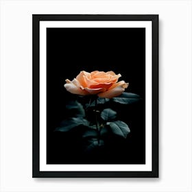 Peach Rose 5 Art Print