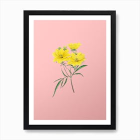 Vintage Golden Coreopsis Flower Botanical on Soft Pink n.0832 Art Print