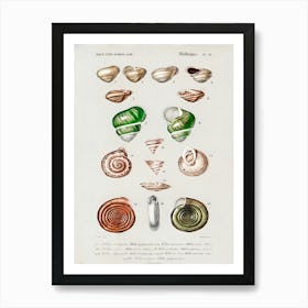 Different Types Of Mollusks , Charles Dessalines D' Orbigny Art Print