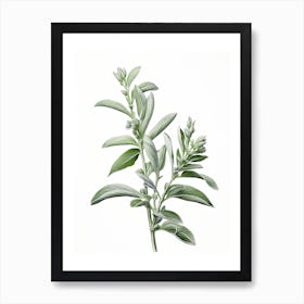 Sage Vintage Botanical Herbs 2 Art Print