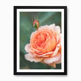 Peach Rose Art Print