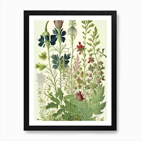 Wall Rue Wildflower Vintage Botanical Art Print