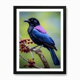 Winged Majesty: Purple-Throated Fruitcrow Wall Art Art Print