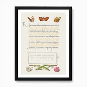 Butterflies, Moth, Spider, And English Daisies From Mira Calligraphiae Monumenta, Joris Hoefnagel Art Print