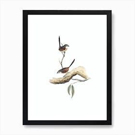 Vintage Striated Wren Bird Illustration on Pure White Art Print