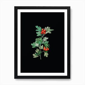 Vintage Morocco Hawthorn Flower Botanical Illustration on Solid Black Art Print