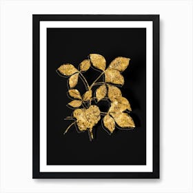 Vintage Common Hoptree Botanical in Gold on Black n.0317 Art Print