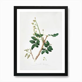 Pistachio (Pistacia Vera) From Pomona Italiana (1817 1839), Giorgio Gallesio 1 Art Print