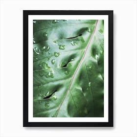 Waterdrops On Green Leaf Art Print