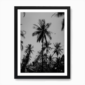 Tropical Palms In Black And White Art Print