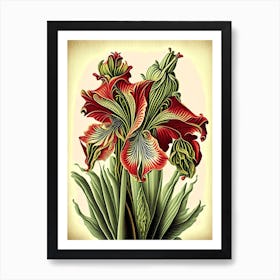 Amaryllis 2 Floral Botanical Vintage Poster Flower Art Print