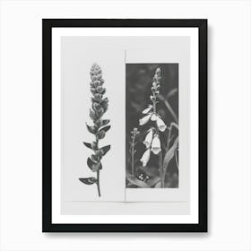 Foxglove Flower Photo Collage 1 Art Print